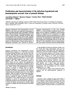 Purification and characterization of the infectious hypodermal and