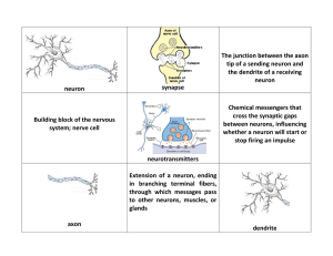 neuron synapse The junction between the axon tip of a sending