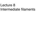 Lecture 8 Intermediate filaments