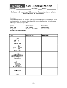cell specialization