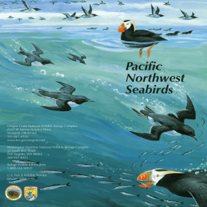 Pacific Northwest Seabirds