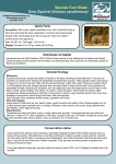 Species Fact Sheet: Grey Squirrel (Sciurus carolinensis)
