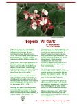 Begonia `Al Clark` - American Begonia Society