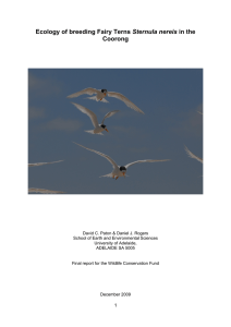Fairy Tern information