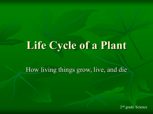 Life Cycle of a Plant ppt