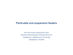 Particulate and suspension feeders