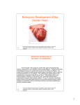 Embryonic Development of the Human Heart