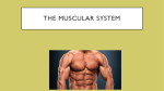 The muscular system