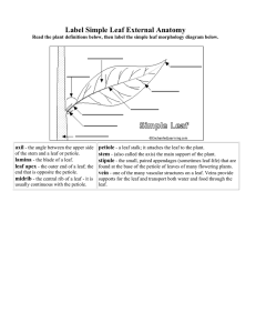 Label Simple Leaf External Anatomy