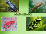 Amphibians - WordPress.com