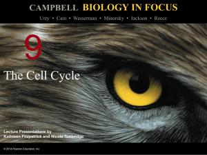 Cell Cycle