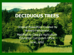 DECIDUOUS TREES