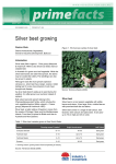 Silver beet growing - NSW Department of Primary Industries