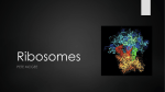 Ribosomes 2