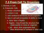 7.3 From Cell To Organism
