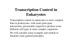 Transcription Control in Eukaryotes