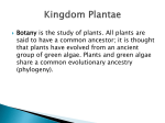 Bio22013Plantae (renee) File