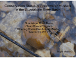 Conservation Status of Freshwater Mussels in the Guadalupe River