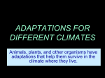 What Are Some Adaptations For Climate?