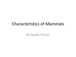 Characteristics of Mammals