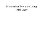 Mammal evolution and biogeography