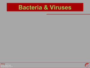 Viruses - WordPress.com