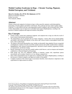 Medial Canthus Syndrome in Dogs