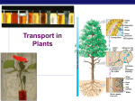 Global effects of plant growth