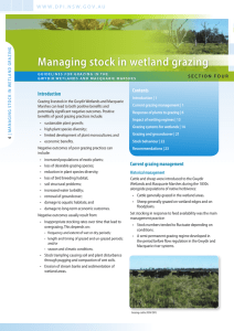 Managing stock in wetland grazing