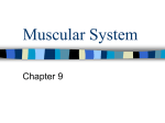 Muscular System