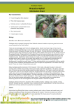 Pasture Pests: Brassica Aphid