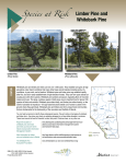 Limber Pine and Whitebark Pine - Alberta Environment and Parks