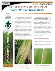 Goss`s Wilt on Grass Hosts - Purdue Agriculture