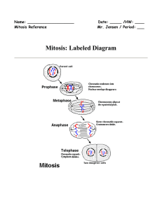 Mitosis: Labeled Diagram