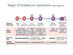 Stages of lymphocyte maturation (Abbas Chapter 8)