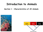Chapter 34 Intro to Animals