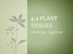 plant tissues - WordPress.com