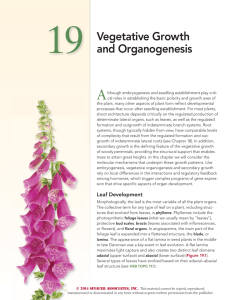 Vegetative Growth and Organogenesis