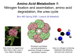 Lecture 38 - Amino Acid Metabolism 1