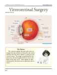 Vitreoretinal Surgery - Seattle Animal Eye Clinic
