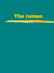 The rumen bacteria