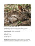 Common Name: APPALACHIAN COTTONTAIL Scientific Name