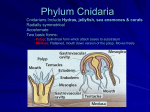 Phylum Cnidaria - Biology Junction