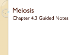 meiosis_chapter_4.3_notes