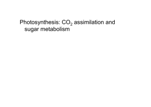 Photosynthesis: CO assimilation and sugar metabolism