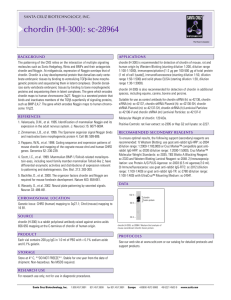 chordin (H-300): sc-28964 - Santa Cruz Biotechnology