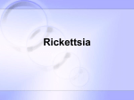 Rickettsia