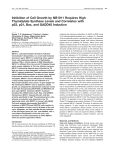 Inhibition of Cell Growth by NB1011 Requires High Thymidylate