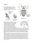 weevils - Biology Resources