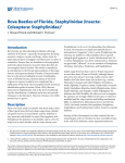Rove Beetles of Florida, Staphylinidae - EDIS